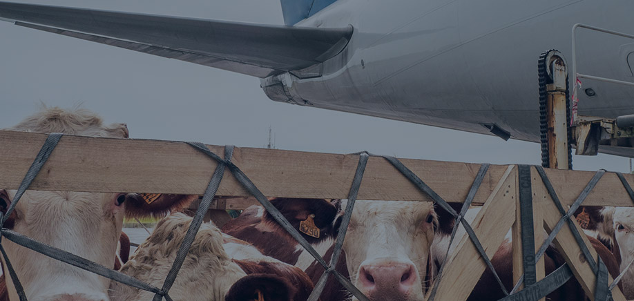 Improving transported animal welfare for a North American airline
